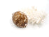 Creamy Brown and Beige Cowrie Shell